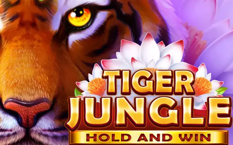 Play Tiger Jungle slot at Melbet online casino.